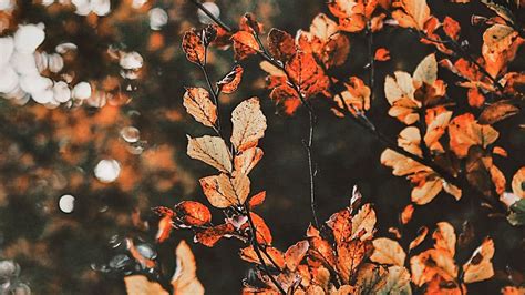 wallpaper of autumn season|autumn aesthetic wallpaper.